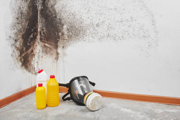 Trusted Stanhope, NJ Mold Remediation Experts