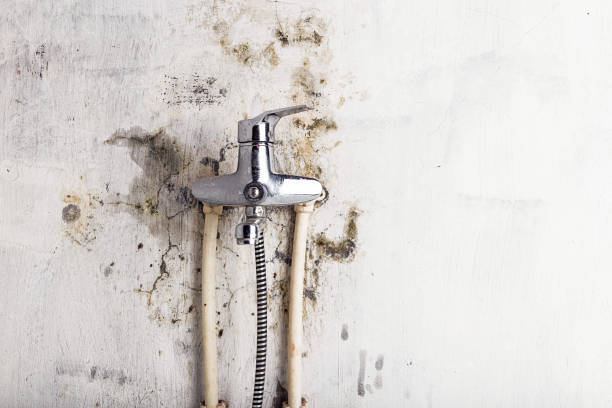 Best Preventive Mold Services in Stanhope, NJ