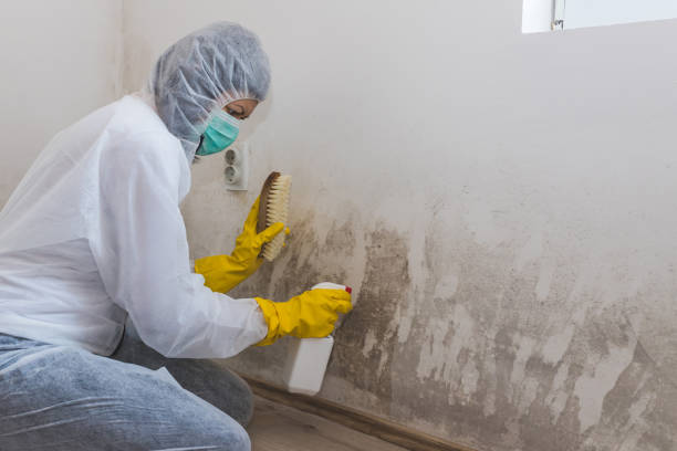 Best White Mold Remediation in Stanhope, NJ