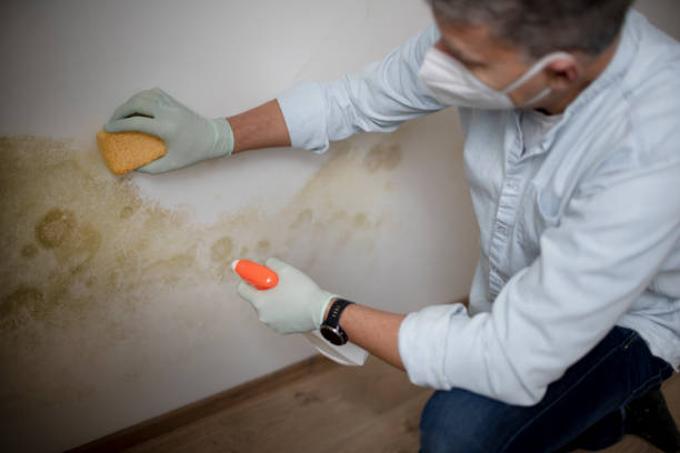 Best White Mold Remediation in Stanhope, NJ