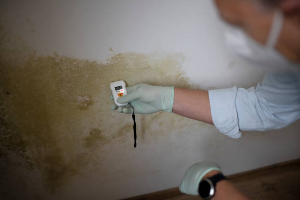 Best Kitchen Mold Remediation in Stanhope, NJ