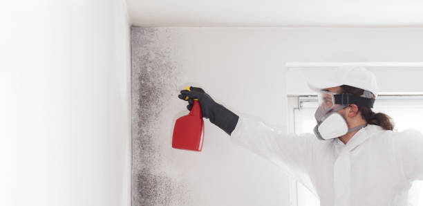 Best Crawl Space Mold Remediation in Stanhope, NJ