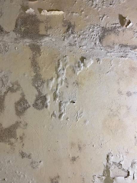 Best Attic Mold Remediation in Stanhope, NJ